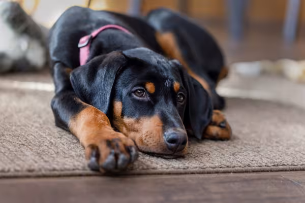 Doberman deitado descansando