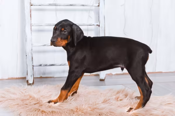 Doberman filhote em casa