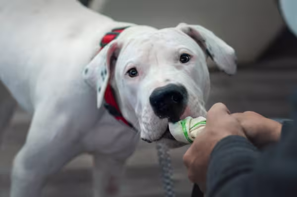 Dogo Argentino brincando de cabo de guerra