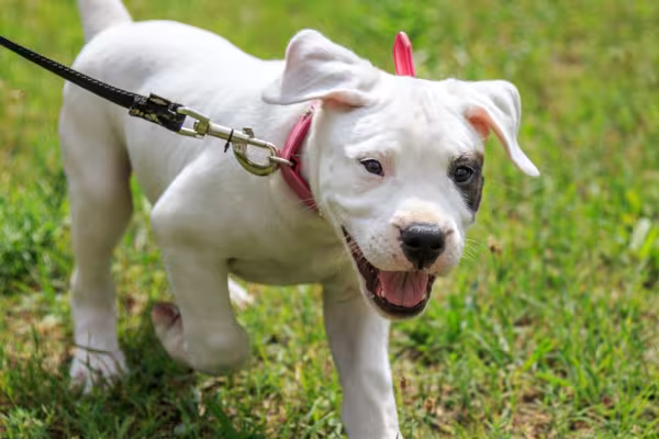 Dogo Argentino filhote passeando