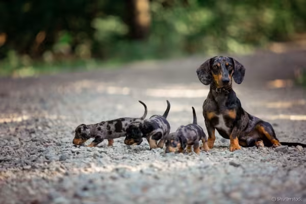 Mãe com filhotes de Dachshund ao ar livre