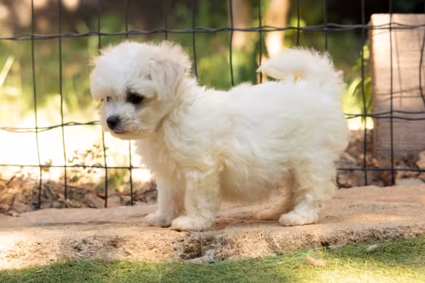 Fotos de filhotes de cachorro Bichon Frisé ao ar livre