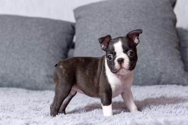 Fotos de filhotes de cachorro Boston Terrier em pé em cima de sofá