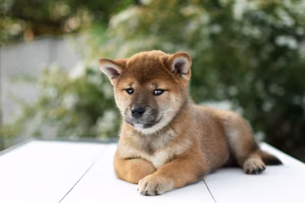 Fotos de filhotes de cachorro Shiba deitado no banco