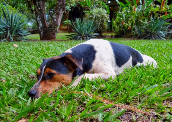 Fox Paulistinha deitado na grama