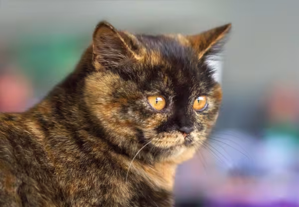 Gato escaminha British Shorthair olhando para o sol