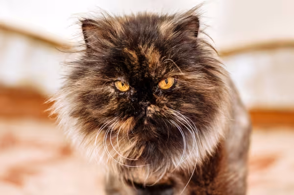 Gato escaminha Persa