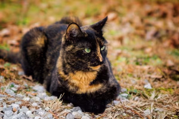 Gato escaminha vira-lata deitado na grama
