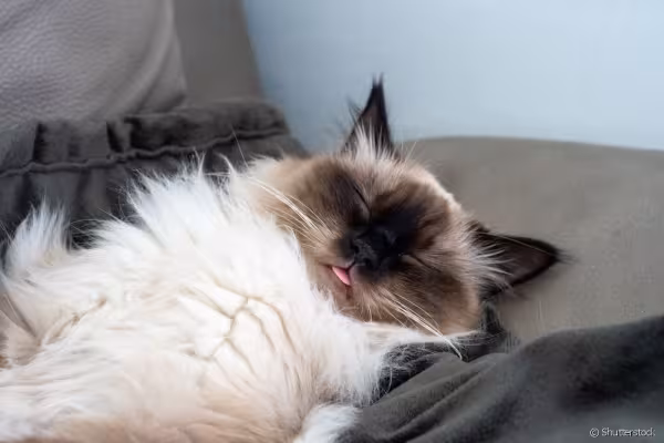 Gato Himalaio dormindo com língua de fora