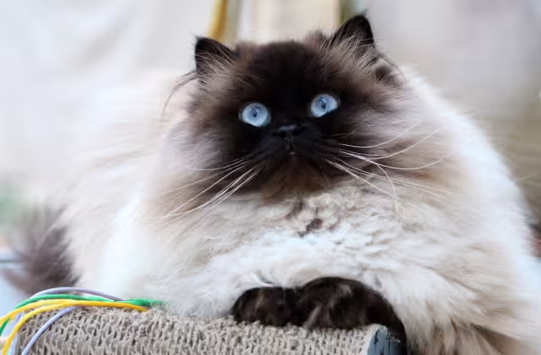 Gato Himalaio sentado olhando para frente