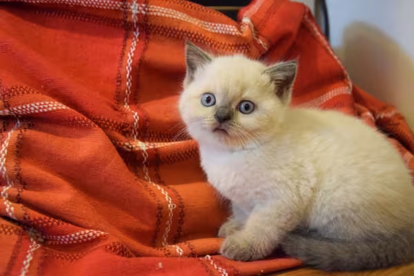 Gato Himalaio filhote em cima de lençol vermelho