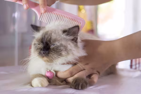 Gato Himalaio sendo escovado