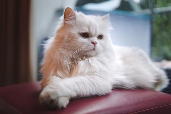 Gato Persa branco deitado em cima de sofá