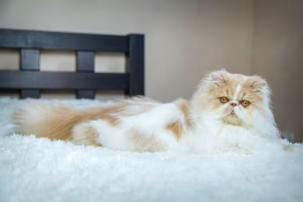 Gato Persa laranja e branco deitado na cama