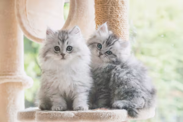 Dois filhotes de Gato Persa em cima de móvel