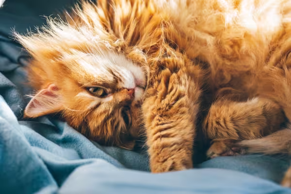 Gato Persa deitado preguiçoso