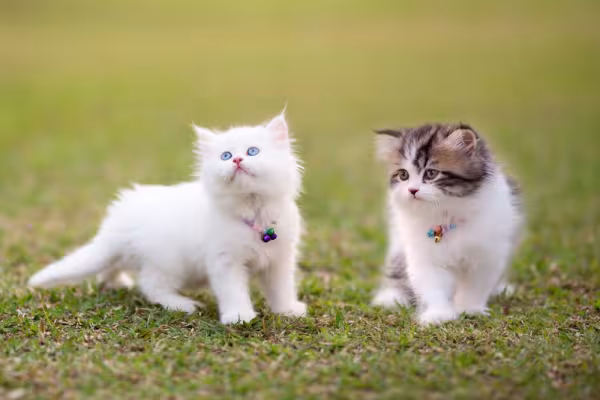 Gato Persa filhotes ao ar livre