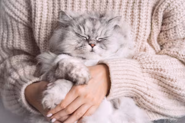 Gato Persa dormindo nos colos de humana