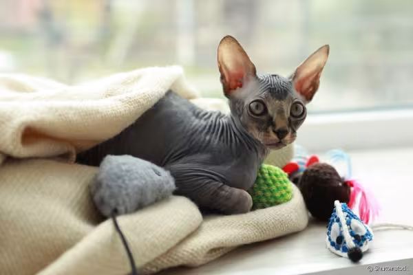 Gato Sphynx preto e rosa deitado na janela com cobertor