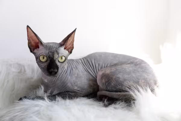 Gato Sphynx preto deitado em tapete