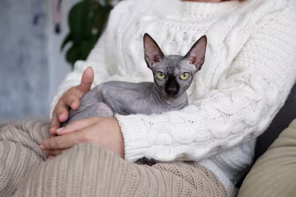 Gato Sphynx sentado no colo de dona que faz carinho nele