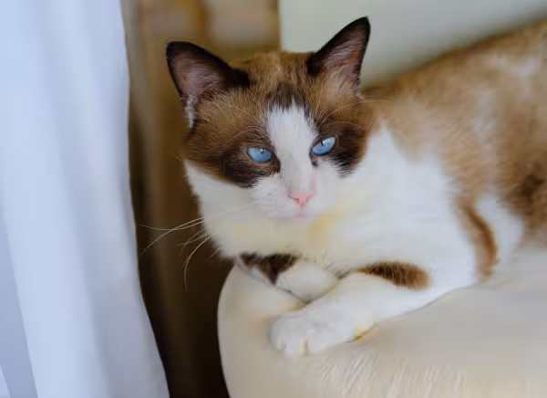 Gato Snowshoe deitado em poltrona