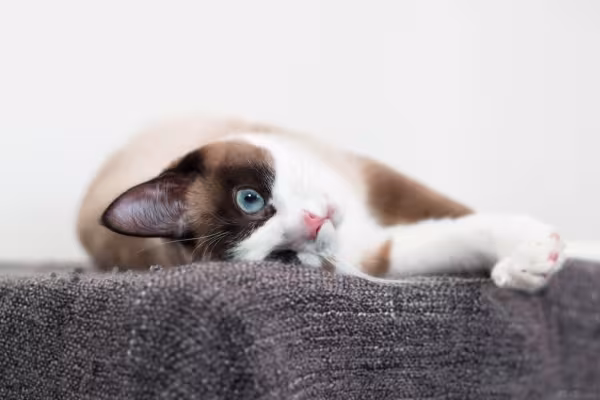 Gato Snowshoe deitado em posição engraçada