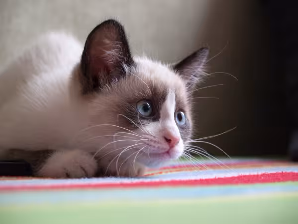 Gato Snowshoe filhote olhando para o nada