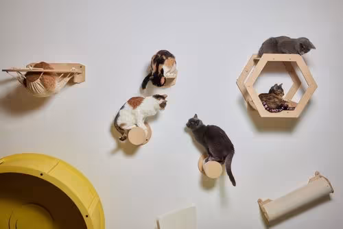 Brinquedos interativos evitam um gato triste