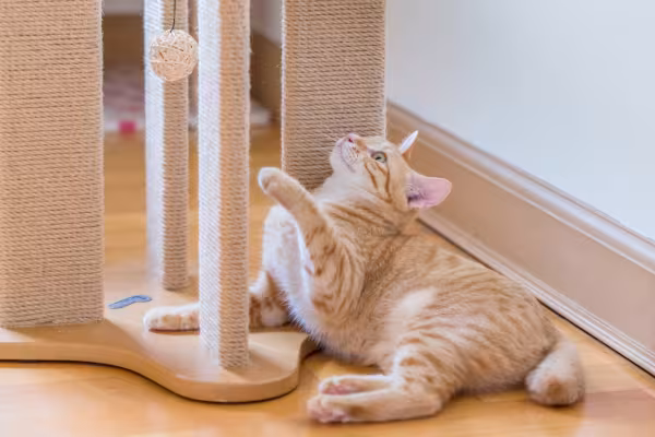 Gato triste: A gatificação do ambiente é uma ótima forma de reverter essa situação