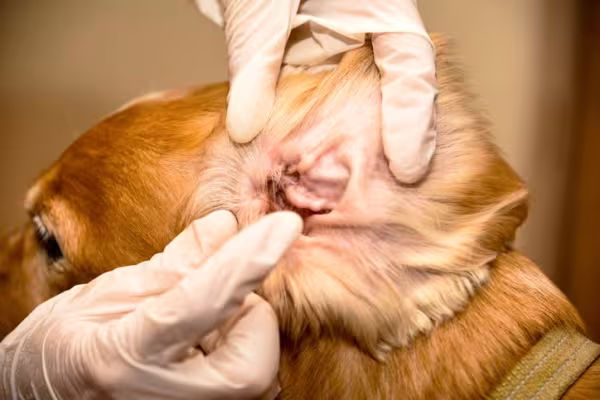 A otite canina pode ser causada por infecções bacterianas, fungos, alergia e carrapato
