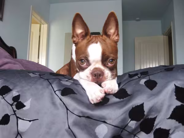 O cão Boston Terrier pode ter quatro combinações de cores