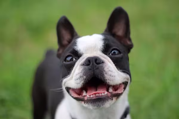Sempre de bom humor, o cachorro Boston Terrier muda a energia de qualquer ambiente!