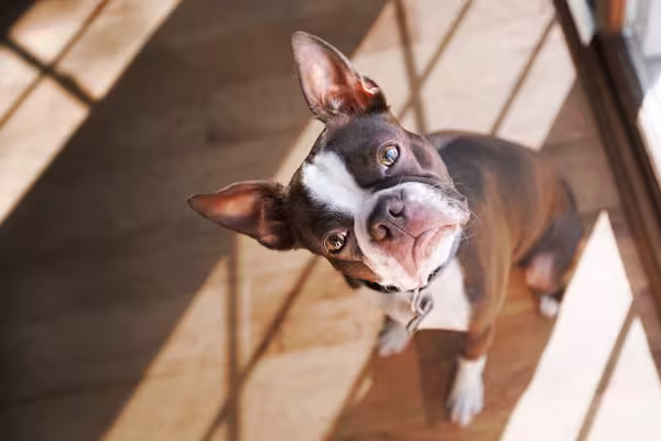 Divertido e brincalhão, o Boston Terrier faz de tudo para agradar sua família