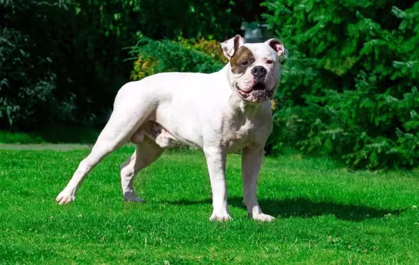  Bulldog Americano é o maior de todos, e tem um porte bem atlético