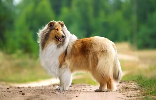 A raça Collie é bem maior, podendo pesar entre 18 e 29 kg