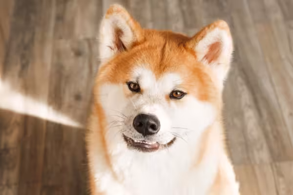 Akita Inu precisa de socialização para aprender a lidar com estranhos