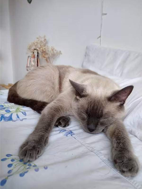 O Tom tem características comportamentais muito parecidas com um Siamês