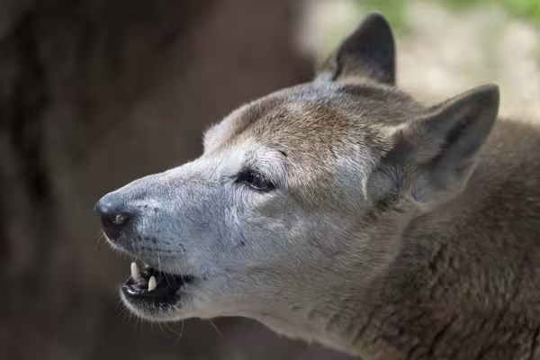 Considerados extintos por anos, os cães cantores da Nova Guiné foram reencontrados há pouco tempo