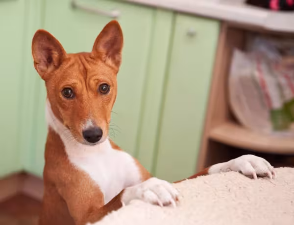 A raça de cachorro Basenji é adaptável a qualquer ambiente