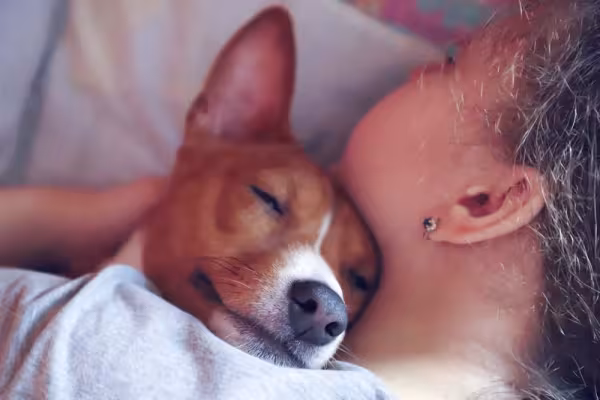 Os Basenjis são muito afetuosos com os donos