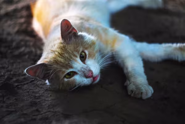 Gato desidratado: sintomas comuns são fadiga constante, gengiva seca, abatimento, perda de apetite e respiração ofegante