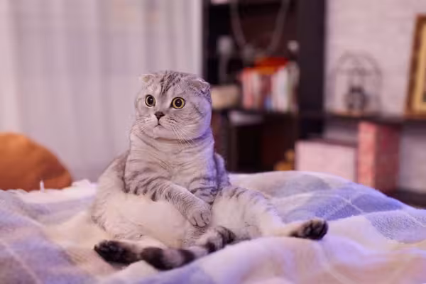 O gatinho Scottish Fold gosta de sentar com as pernas esticadas e as patas apoiadas na barriga