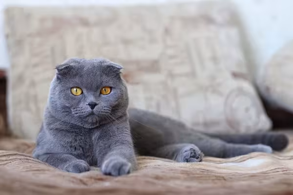 A pelagem do Scottish Fold pode variar entre longa ou curta