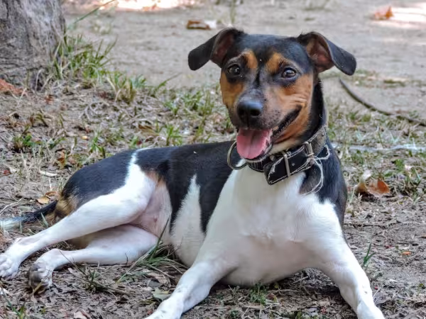 A raça de cachorro Fox Paulistinha é muito amigável e cheia de energia