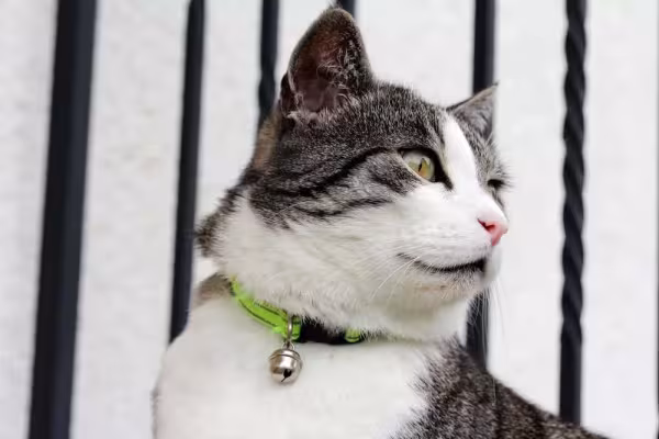Gatos podem ficar bem estressados com as coleiras com guizo. A maioria dos veterinários não recomenda o uso desse acessório barulhento.