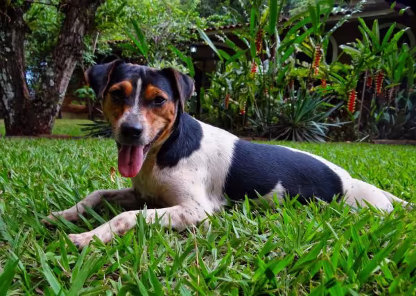 Os passeios são indispensáveis na rotina do Terrier Brasileiro