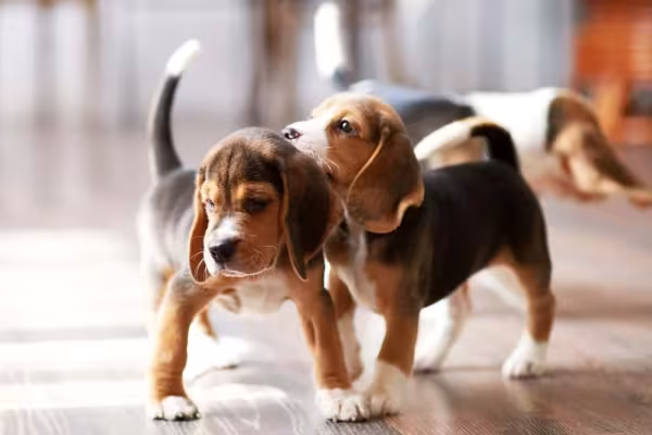 Filhotes de Beagle brincando