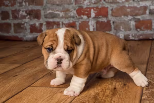 Bulldog Inglês filhote em pézinho