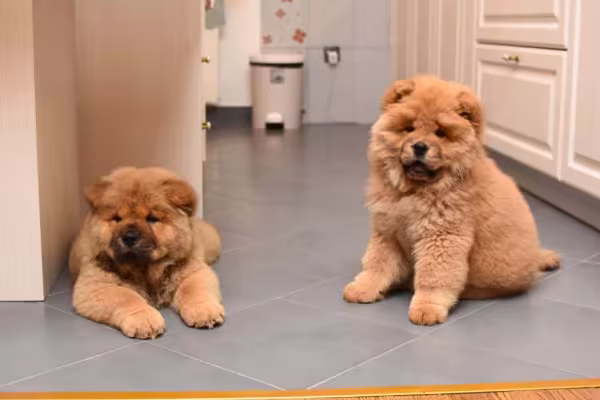 Dois Chow Chows filhotes